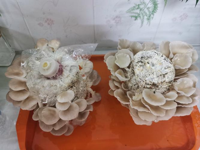 小麦秸秆如何高效培养蘑菇？-图2