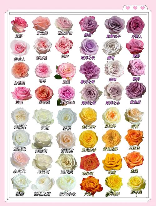 玫瑰最贵品种是哪一种?-图1 玫瑰最贵品种是哪一种?-图1
