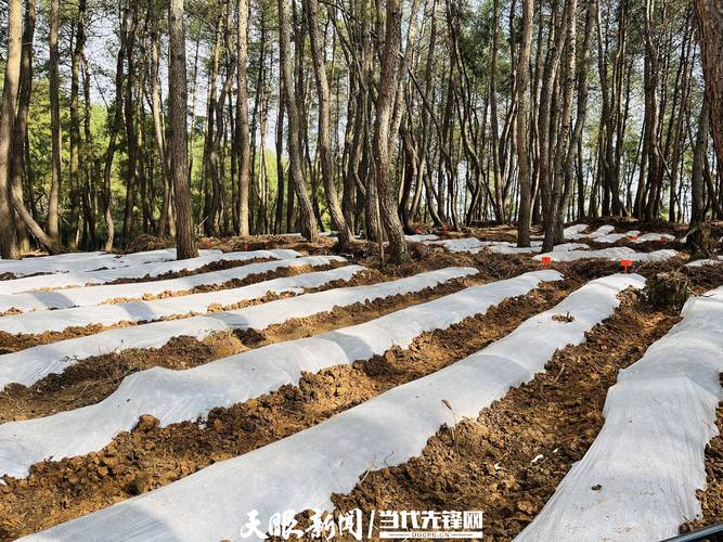 林下养殖环境如何优化栽培技术?-图1 林下养殖环境如何优化栽培技术?-图1