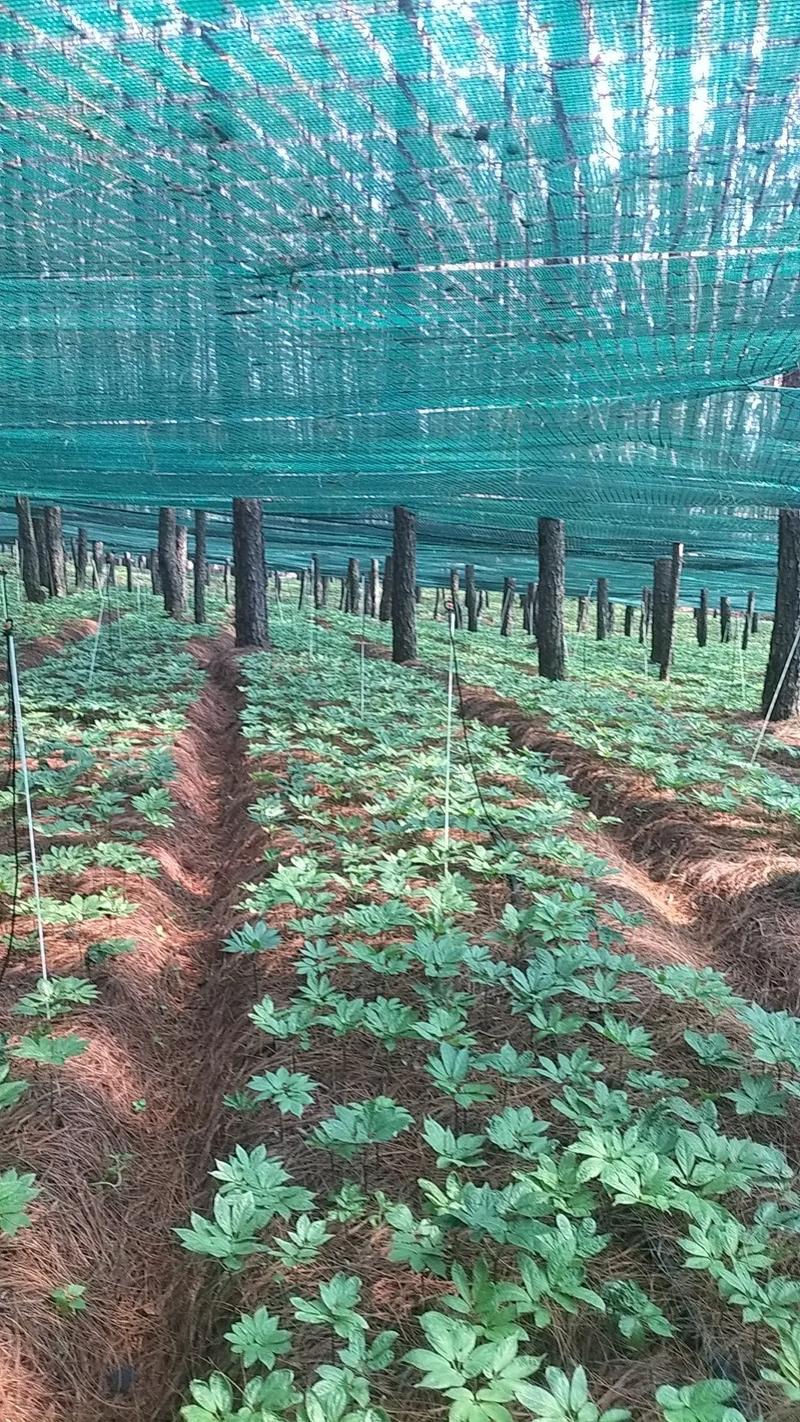 林下养殖环境如何优化栽培技术?-图3 林下养殖环境如何优化栽培技术?-图3