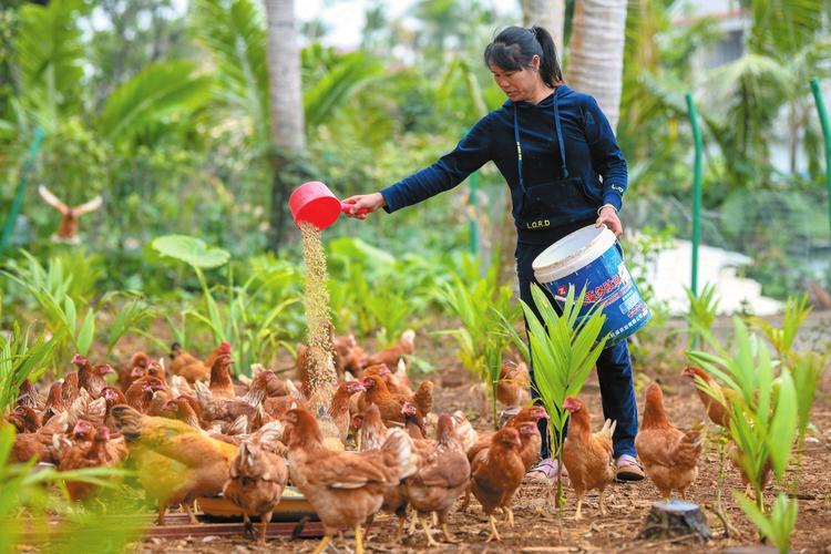 林下养殖环境如何优化栽培技术?-图2 林下养殖环境如何优化栽培技术?-图2