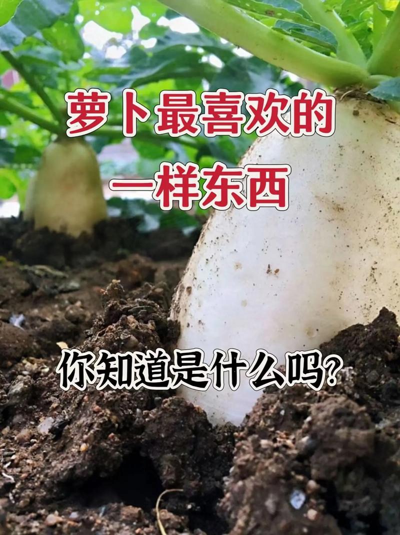 萝卜高产种植有哪些关键技术?-图3 萝卜高产种植有哪些关键技术?-图3