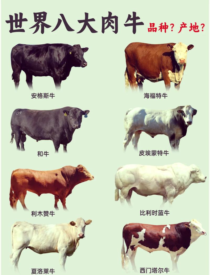 生长快体形大的牛品种有哪些？-图1