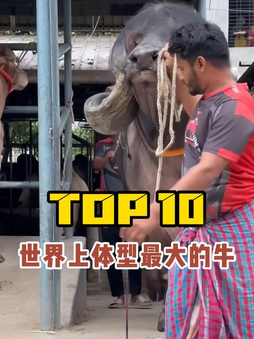 生长快体形大的牛品种有哪些？-图2