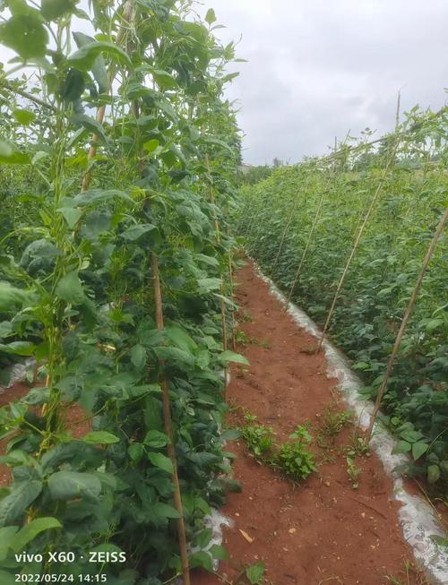 露地长豆角角怎么种才高产？-图2