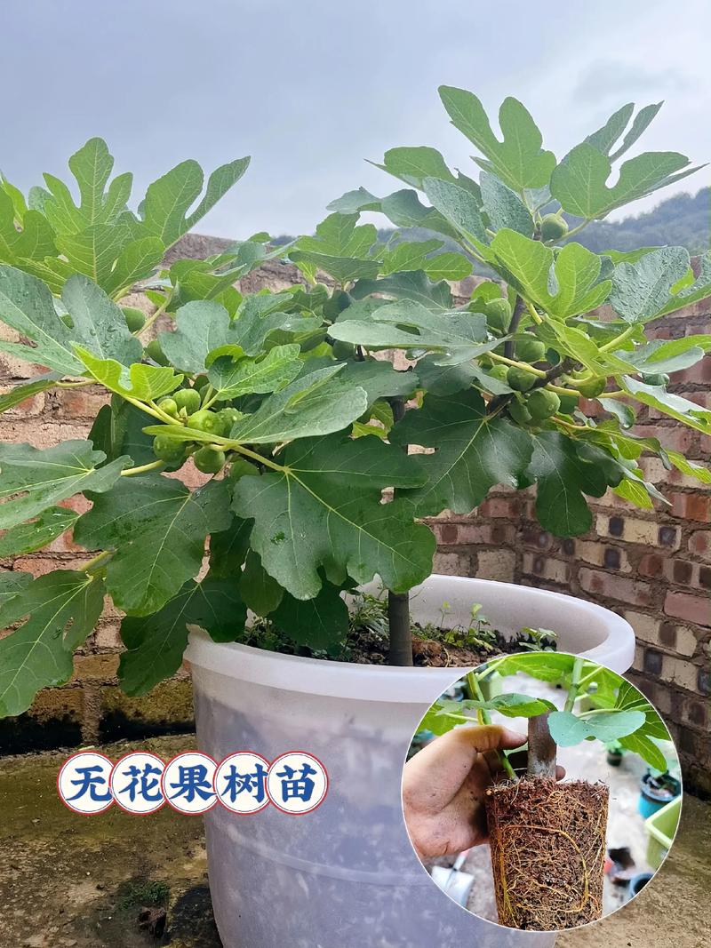 无花果种植技术有哪些关键要点?-图2 无花果种植技术有哪些关键要点?-图2