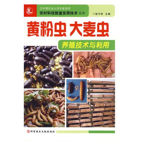 熊孝陵黄粉虫养殖技术要点有哪些?-图3 熊孝陵黄粉虫养殖技术要点有哪些?-图3