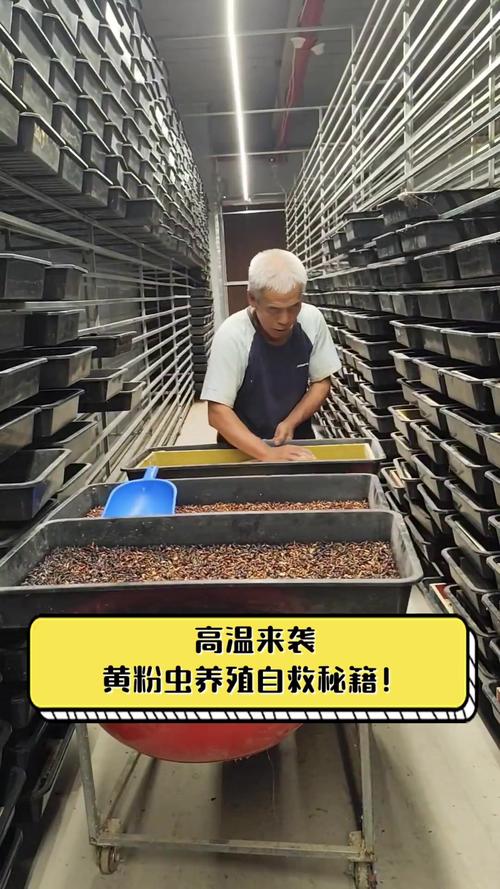 熊孝陵黄粉虫养殖技术要点有哪些?-图1 熊孝陵黄粉虫养殖技术要点有哪些?-图1