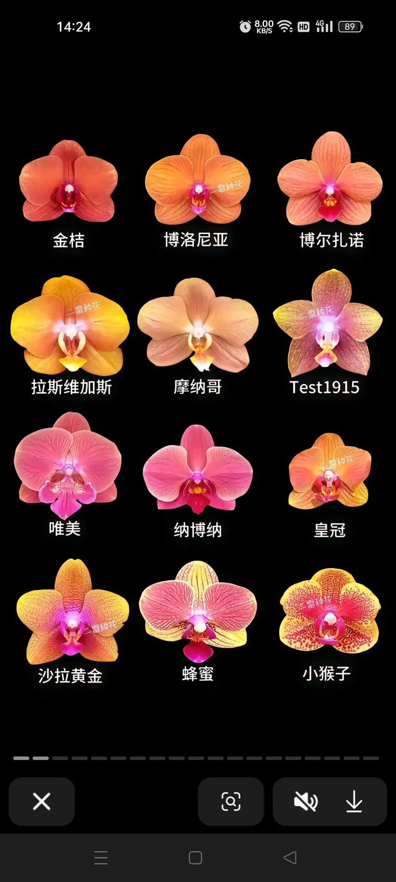 名贵蝴蝶兰品种有哪些?-图1 名贵蝴蝶兰品种有哪些?-图1