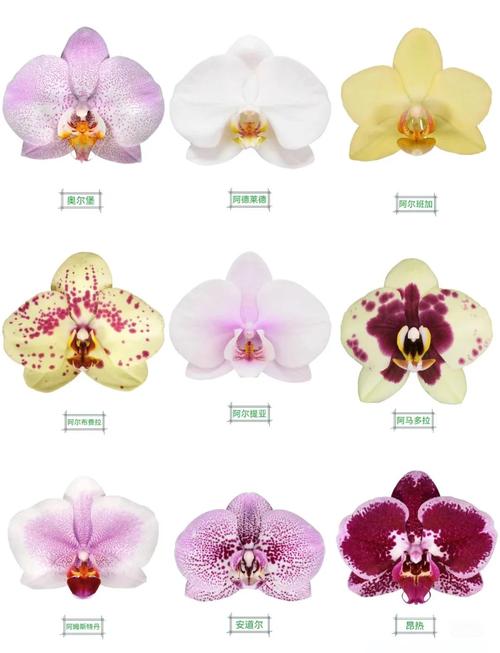 名贵蝴蝶兰品种有哪些？-图2