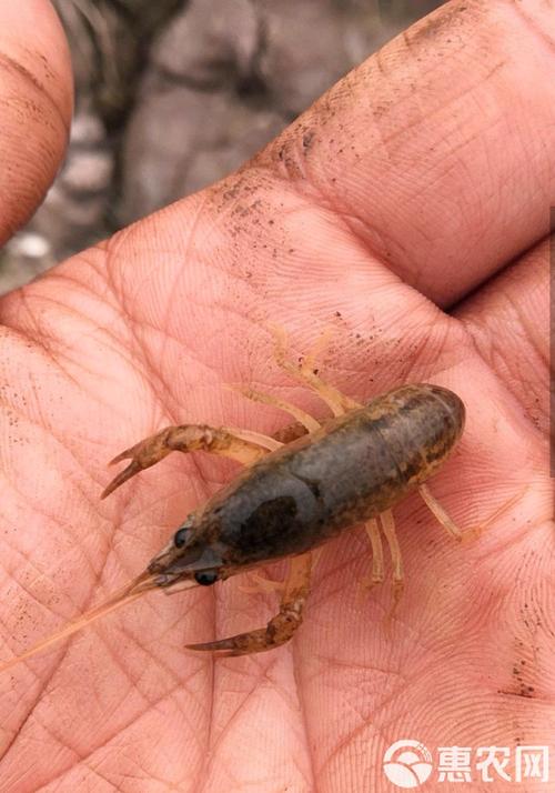 稻田里养的是什么虾?-图3 稻田里养的是什么虾?-图3