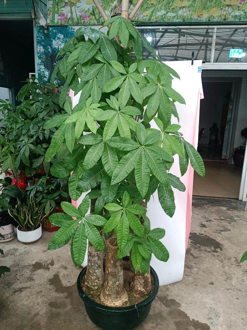 哪些树品种最好看？-图3