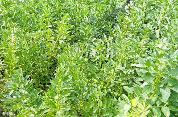 蚕豆种植亩产多少？高产技术有哪些？-图2