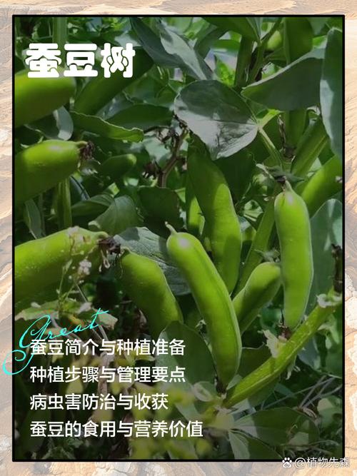 蚕豆种植亩产多少?高产技术有哪些?-图3 蚕豆种植亩产多少?高产技术有哪些?-图3