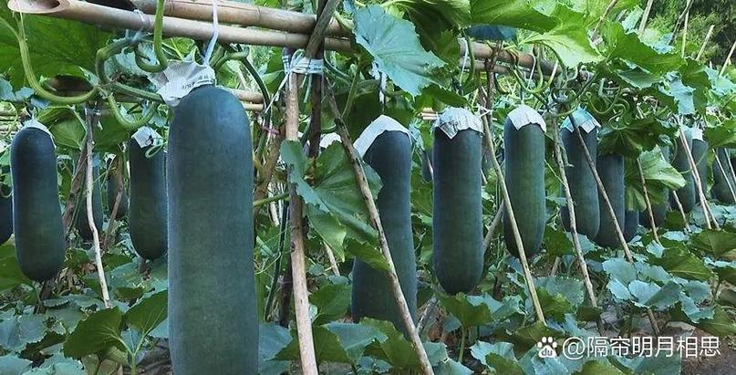 冬瓜种植技术如何有效提升产量?-图1 冬瓜种植技术如何有效提升产量?-图1
