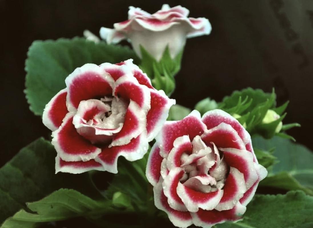 大岩桐花有哪些常见品种？-图2