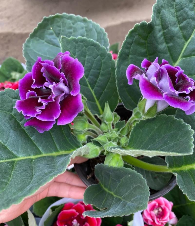 大岩桐花有哪些常见品种？-图1