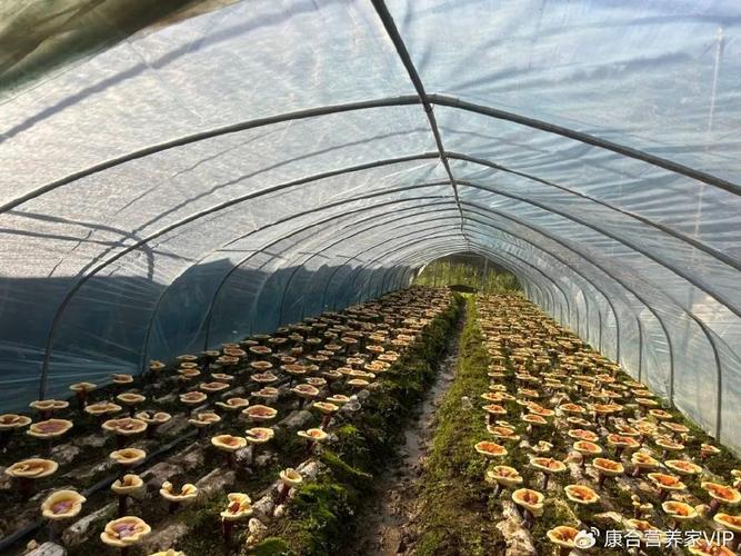 最新林芝种植技术视频有哪些要点？-图2