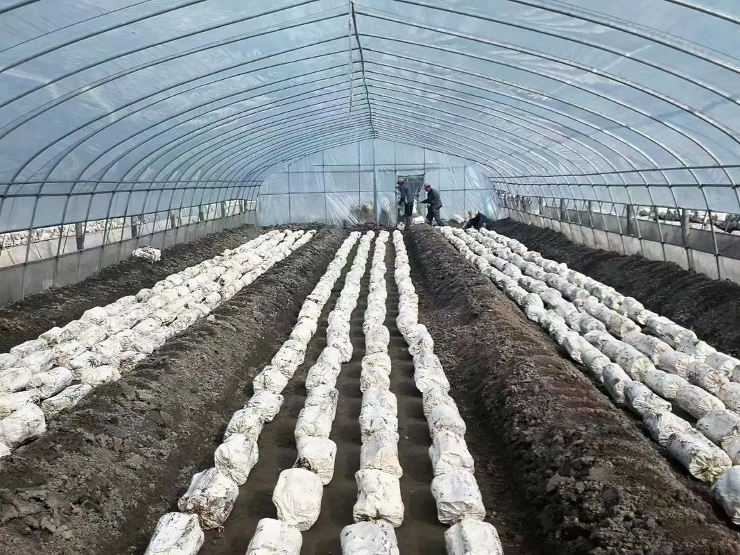 最新林芝种植技术视频有哪些要点？-图1