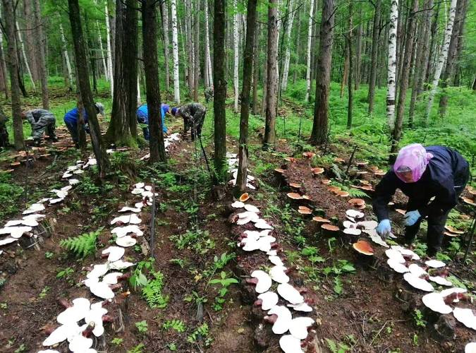 最新林芝种植技术视频有哪些要点？-图3