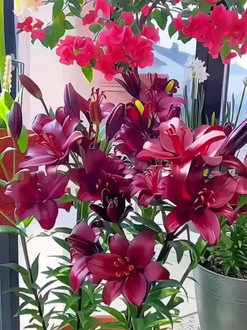 香水百合哪个品种最惊艳?-图3 香水百合哪个品种最惊艳?-图3
