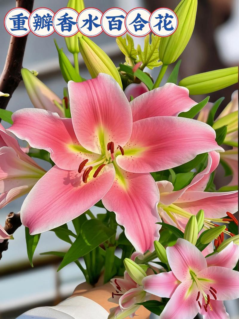 香水百合哪个品种最惊艳?-图2 香水百合哪个品种最惊艳?-图2