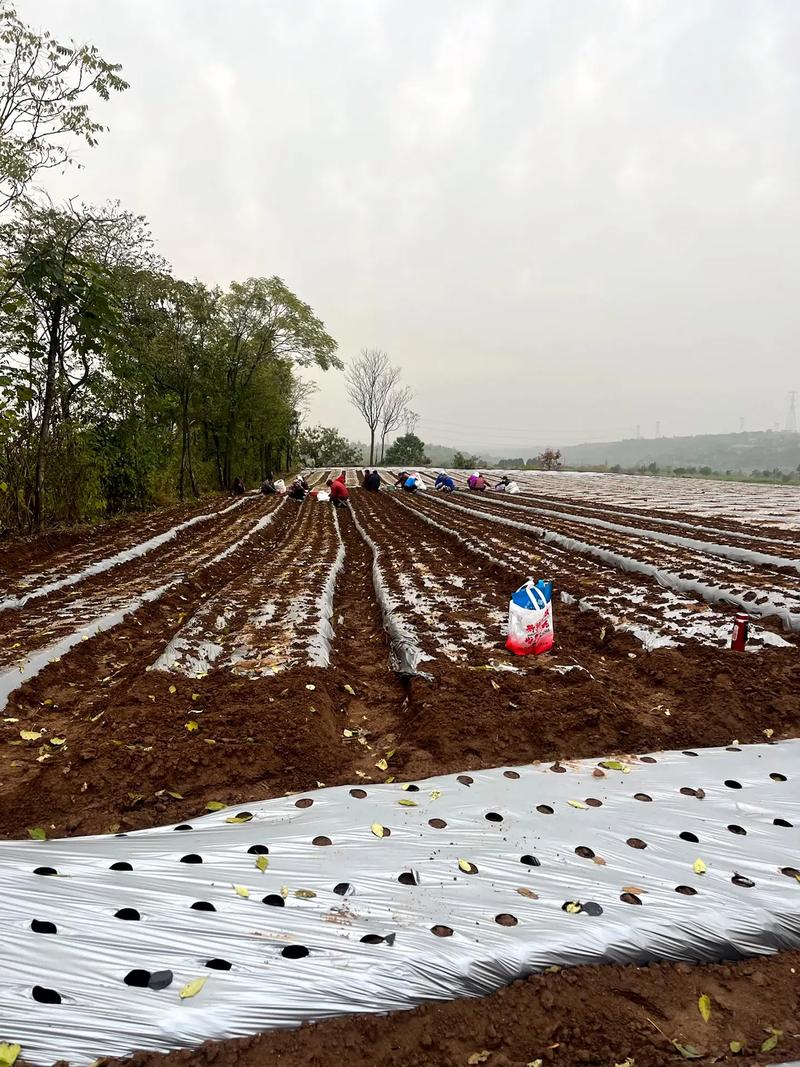 苍术人工种植技术视频要点有哪些？-图1