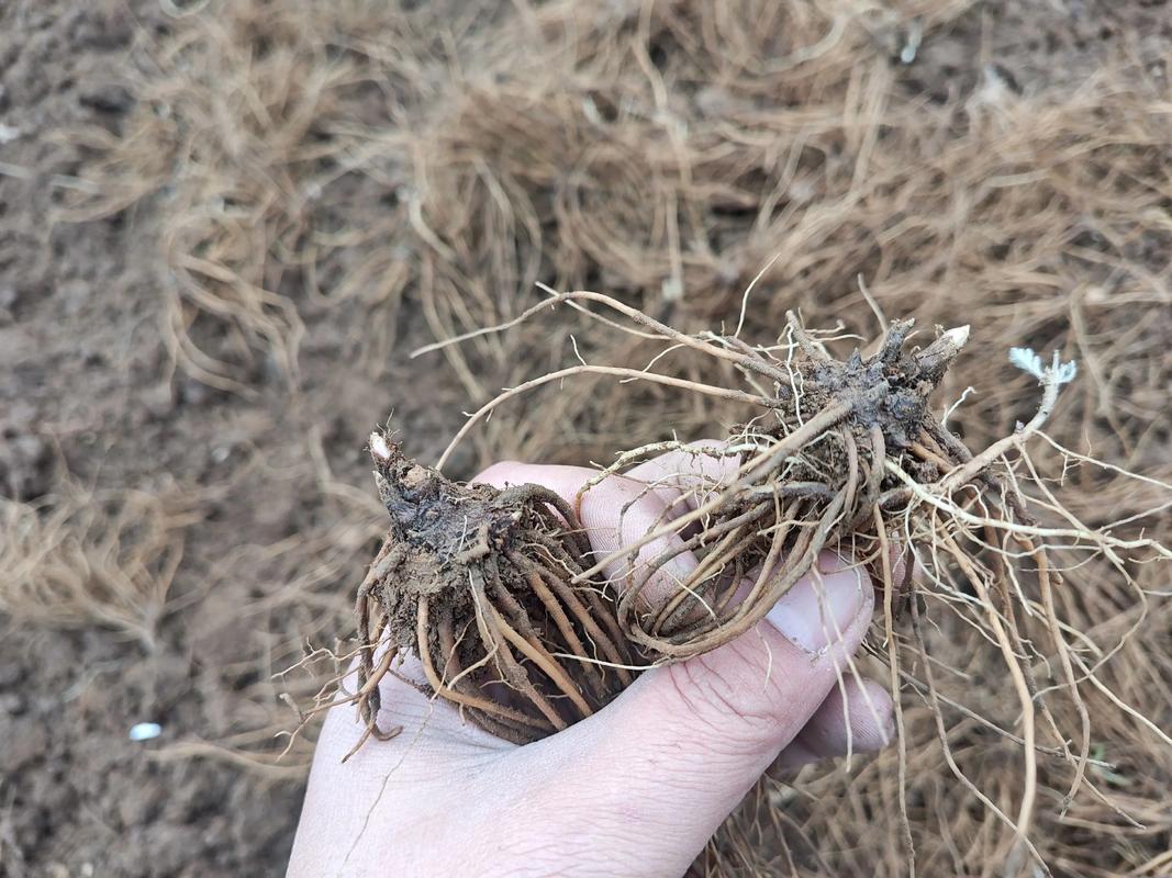 苍术人工种植技术视频要点有哪些？-图2
