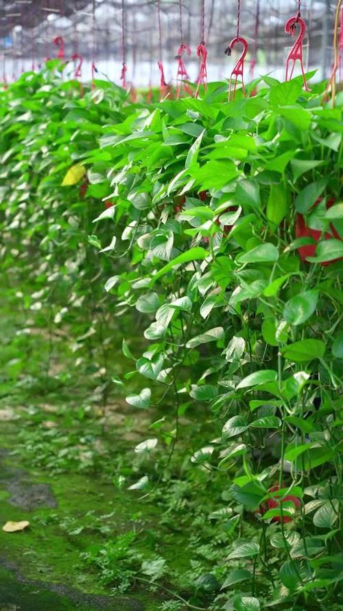 什么品种绿萝易长藤？-图2