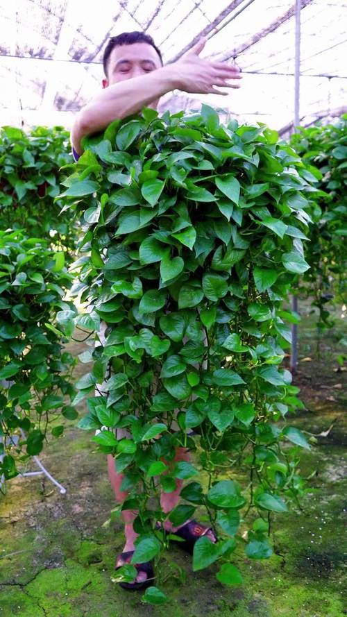 什么品种绿萝易长藤？-图1