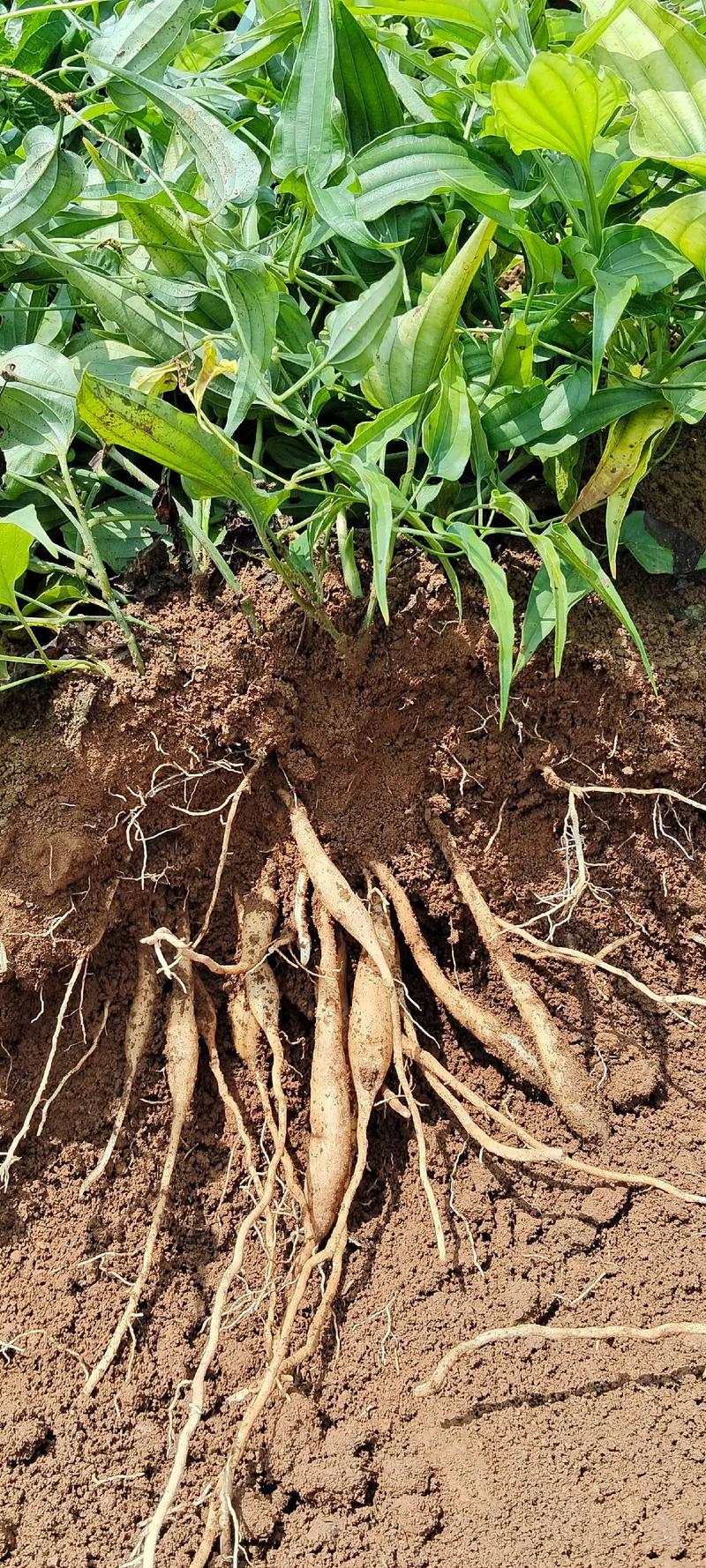 百部种植技术视频有哪些关键点？-图2