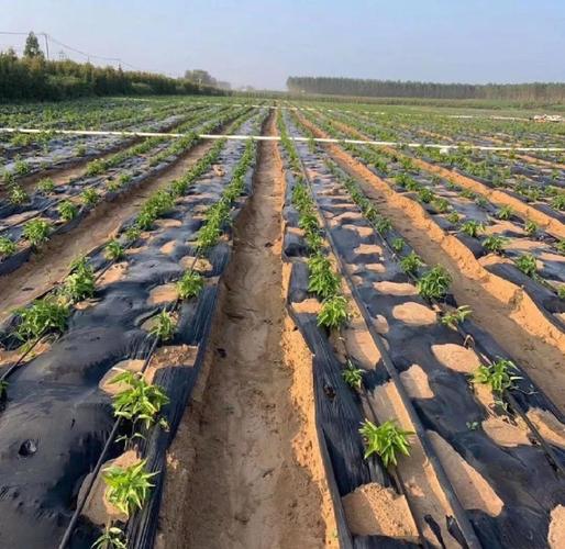 百部种植技术视频有哪些关键点？-图1