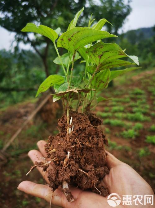 百部种植技术视频有哪些关键点？-图3