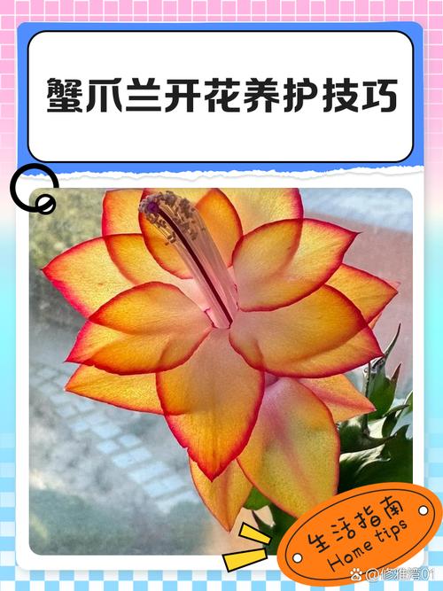 冬季蟹爪兰咋养护才能开花旺？-图2