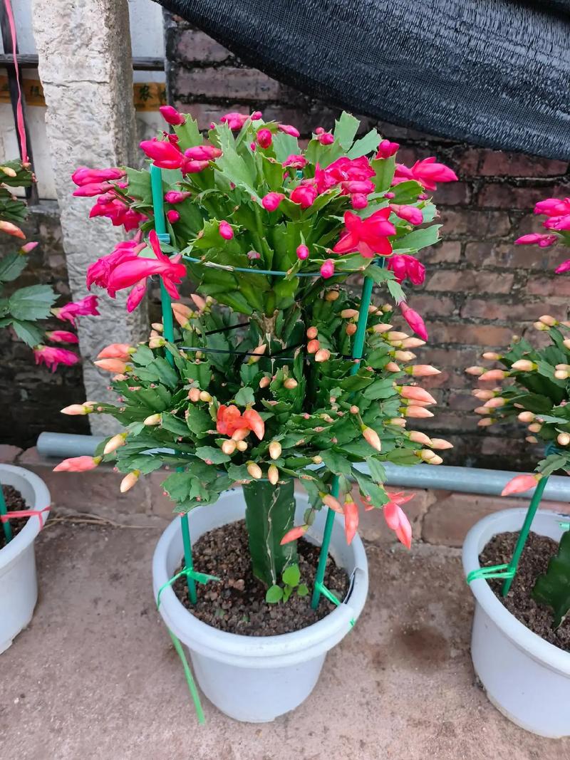 冬季蟹爪兰咋养护才能开花旺？-图3