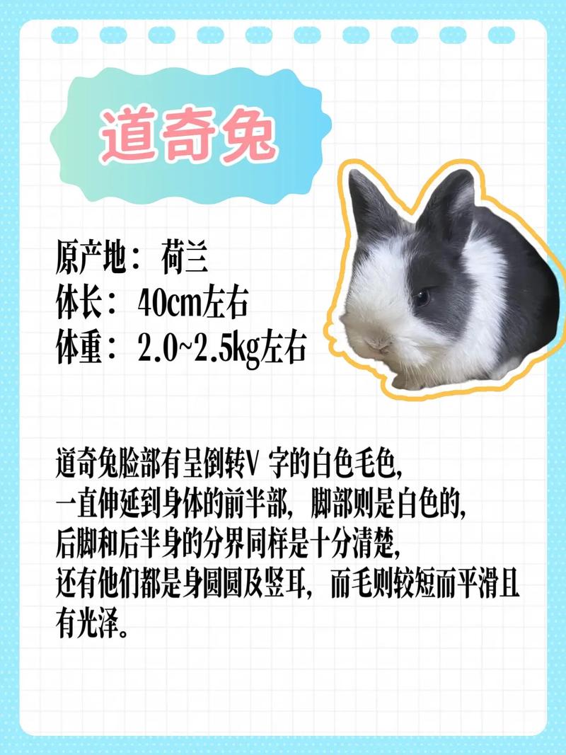 新手养兔选什么品种又好养又赚钱？-图2