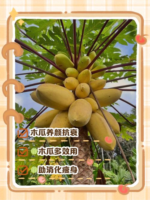 木瓜种植技术与管理要点有哪些?-图2 木瓜种植技术与管理要点有哪些?-图2