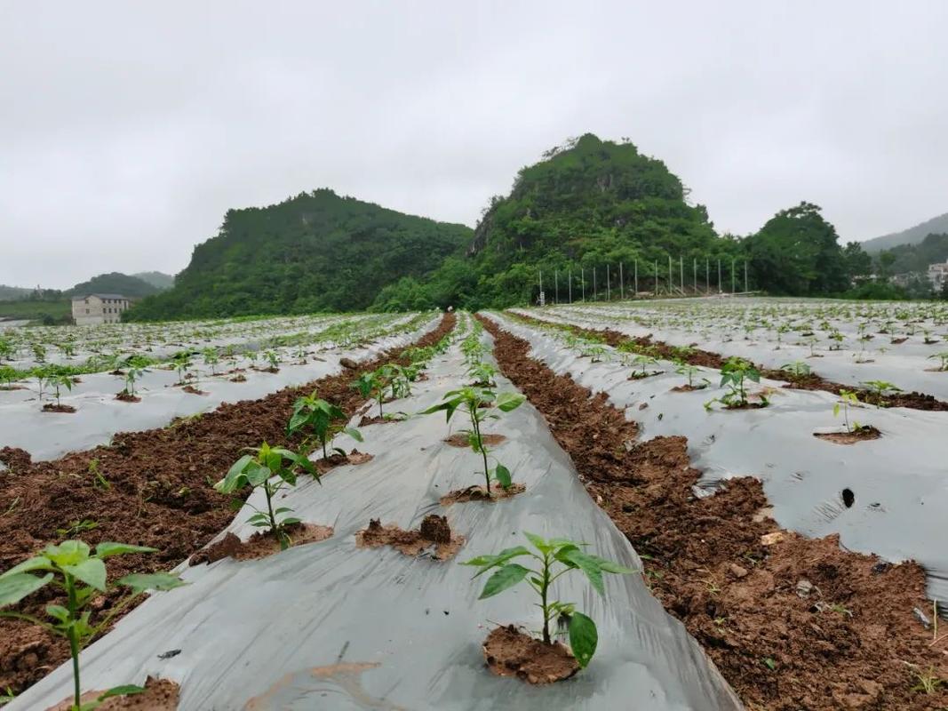 露天辣椒套种技术视频怎么套种？-图3