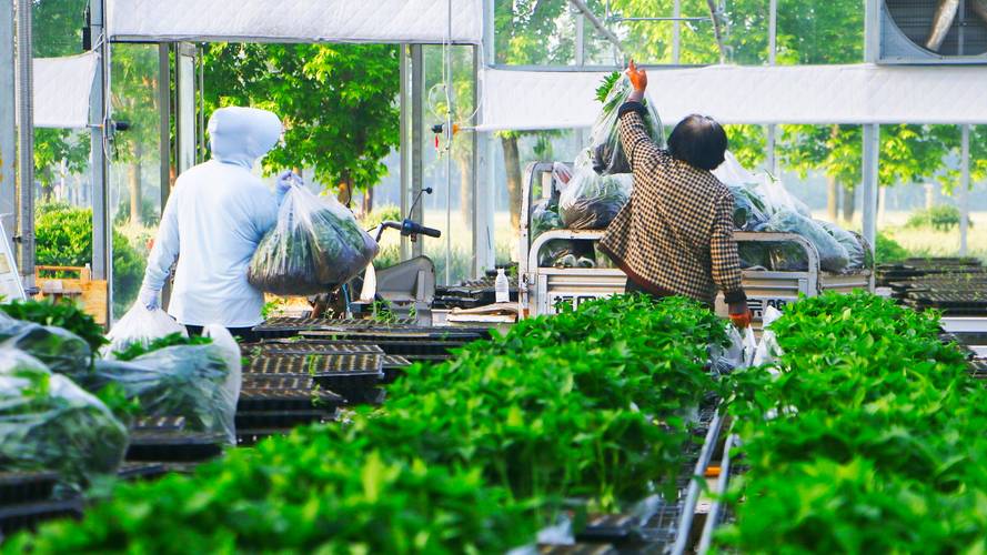 露天辣椒套种技术视频怎么套种？-图1