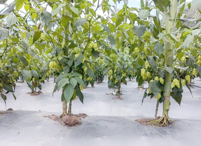 露天辣椒套种技术视频怎么套种？-图2