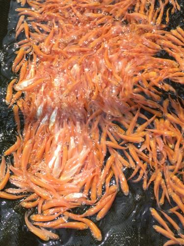 俄罗斯金草鱼养殖技术难点有哪些？-图1