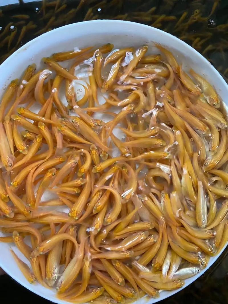 俄罗斯金草鱼养殖技术难点有哪些？-图2