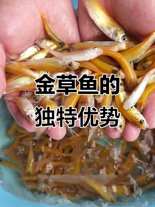 俄罗斯金草鱼养殖技术难点有哪些？-图3