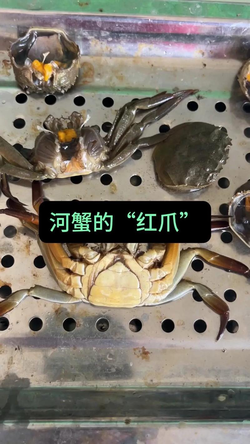 辽河河蟹成蟹养殖技术要点有哪些？-图1