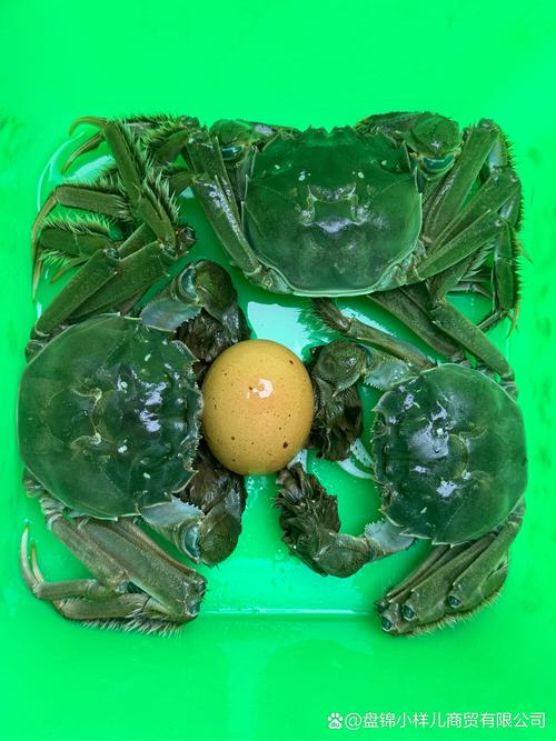 辽河河蟹成蟹养殖技术要点有哪些？-图2