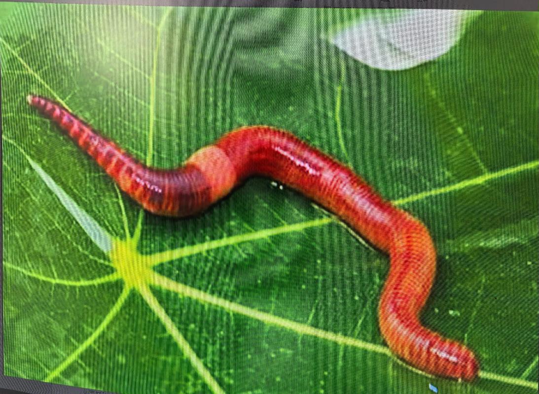 中央7台蚯蚓养殖技术有哪些要点?-图1 中央7台蚯蚓养殖技术有哪些要点?-图1