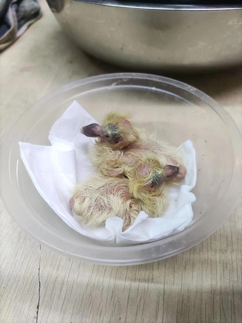 人工孵化鸽子技术视频怎么操作？-图3