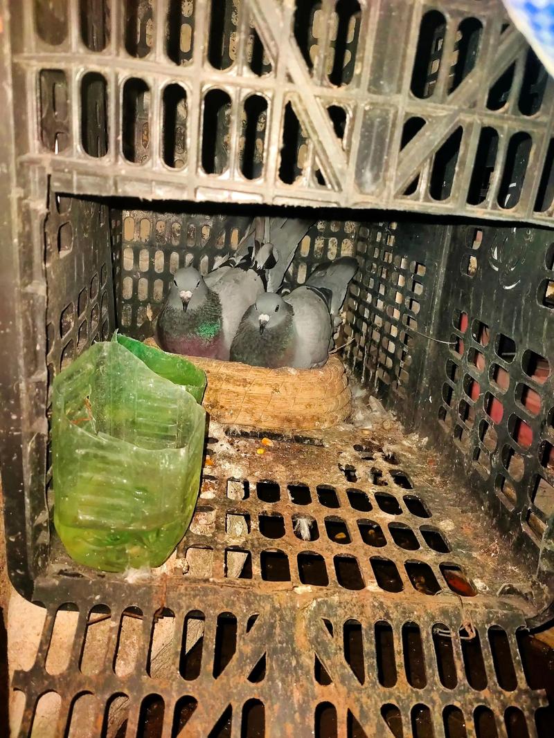 人工孵化鸽子技术视频怎么操作？-图1