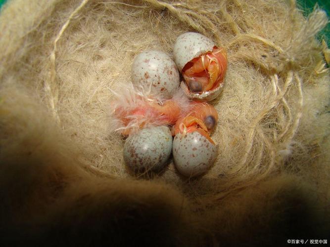 人工孵化鸽子技术视频怎么操作？-图2