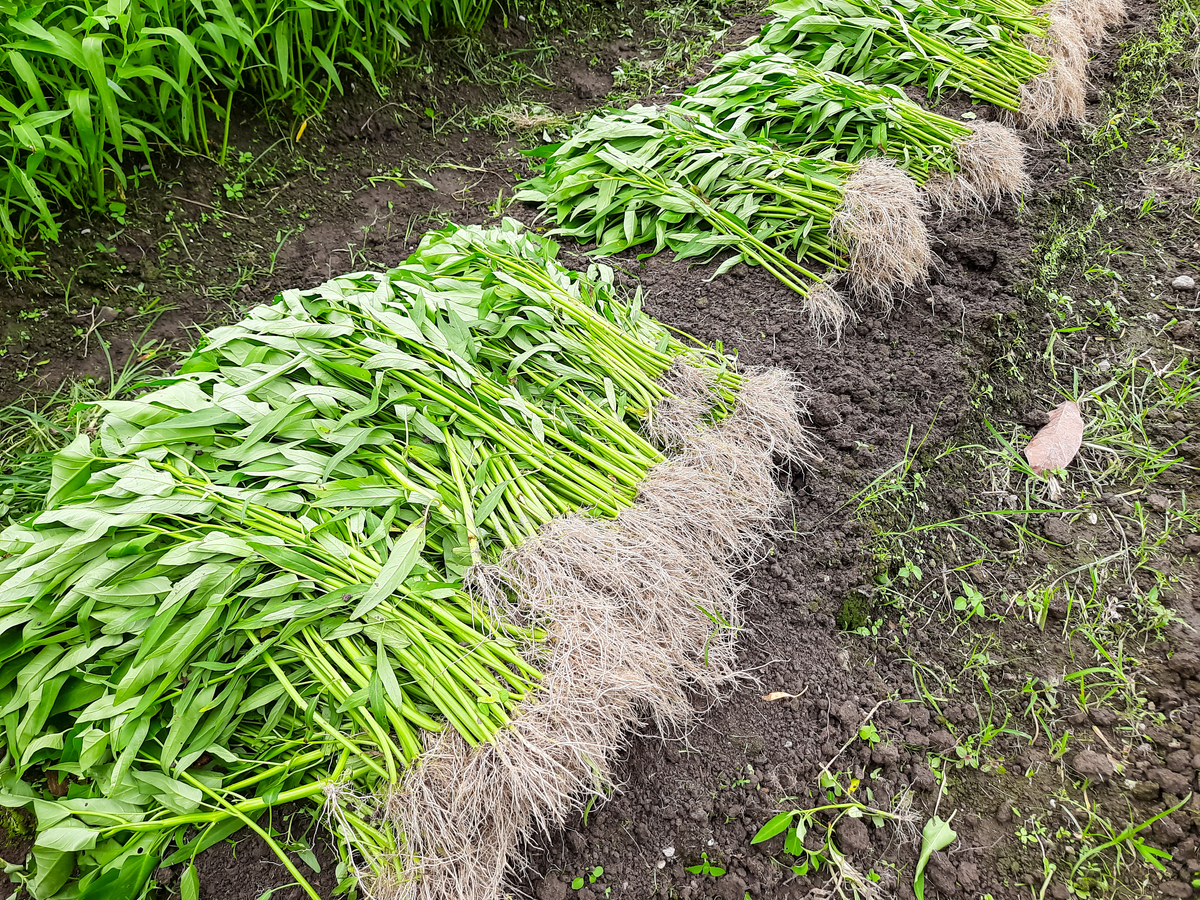 露地冬芹菜怎么种才能高产?-图1 露地冬芹菜怎么种才能高产?-图1
